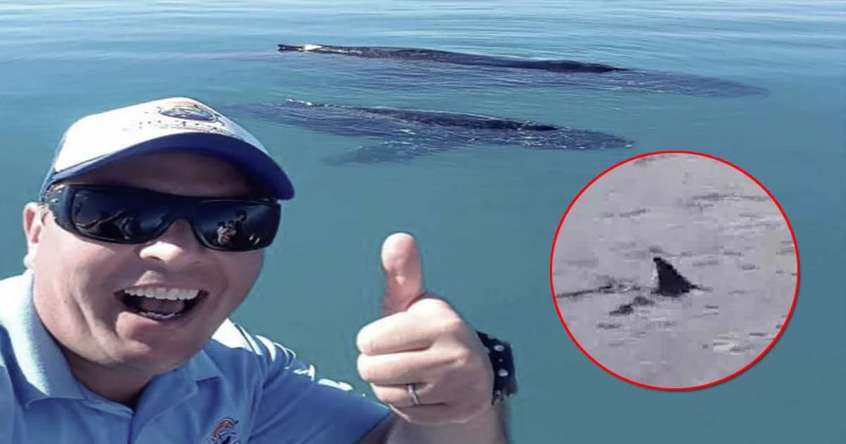 นาทีชีวิต ! หนุ่มนักดำน้ำพลัดลงจากเรือ ว่ายหนีฉลามกว่า 7 กม.ขึ้นฝั่ง