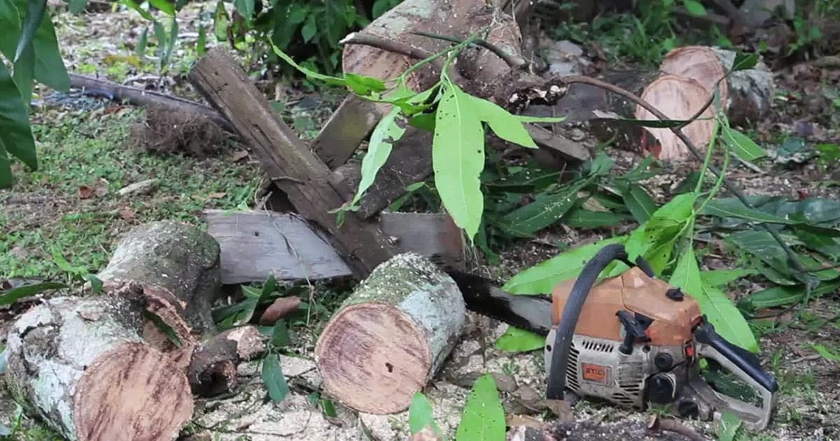 ใจสลาย ! 2 สามีภรรยาช่วยกันตัดต้นไม้เกิดพลาด เลื่อยเฉือนคอภรรยาดับ