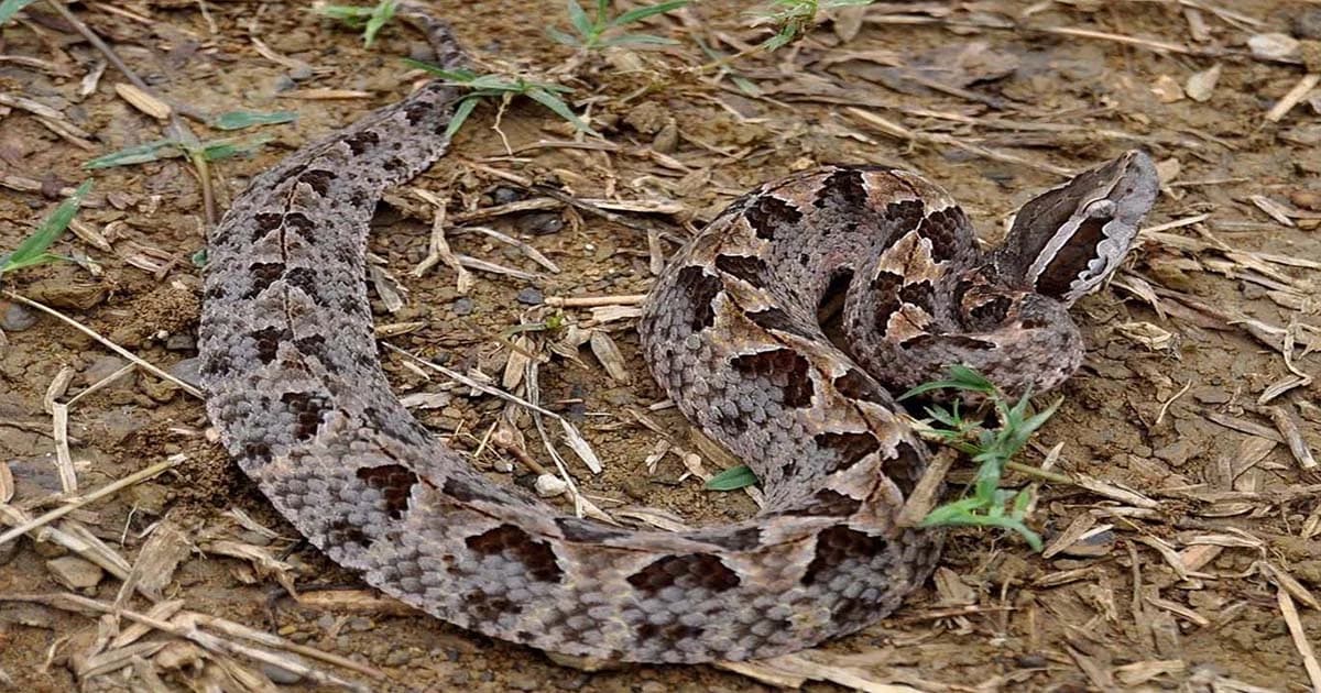 แพทย์เตือนระวัง ! พบงูพิษสายพันธุ์ใหม่พื้นที่ป่า จ.น่าน ครั้งแรกในประเทศไทย