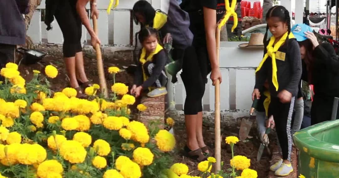 จิตอาสาตัวน้อยวัย 7 ขวบ ช่วยเก็บขยะ ตกแต่งดาวเรือง รอบพระเมรุมาศจำลอง