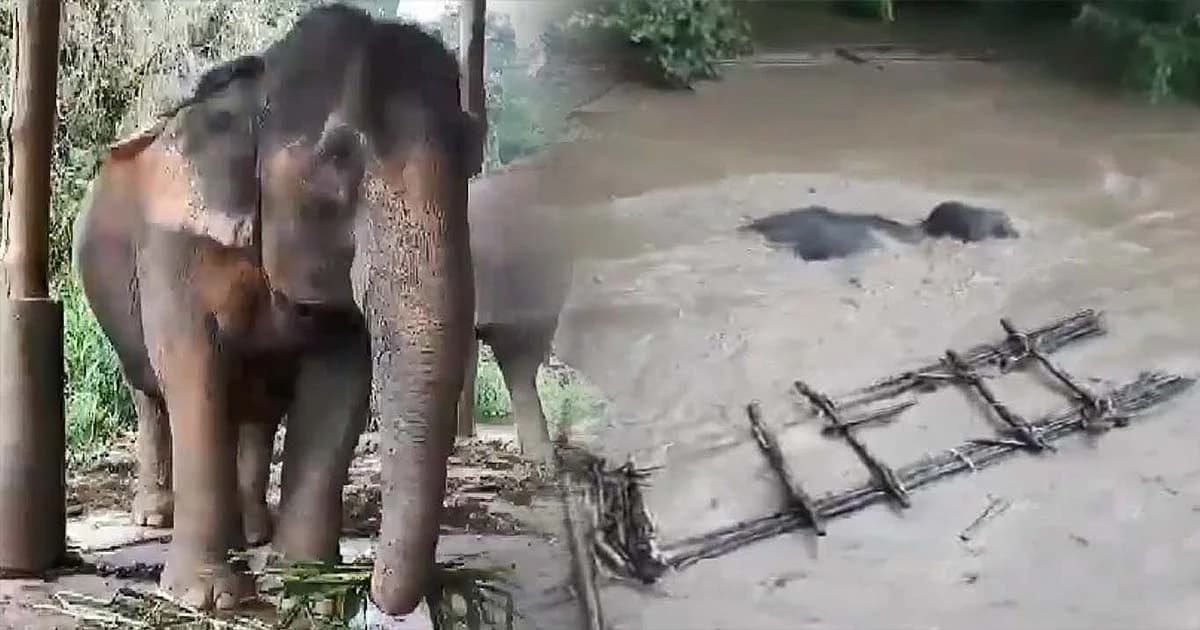 ควาญช้างตะโกนช่วยระทึก ! “ช้างพังหมู” ถูกน้ำป่าแม่แตงไหลซัดไกล 1 กม.