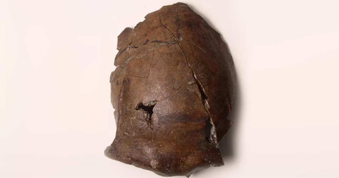 นักวิจัยเชื่อ นี่เป็นหัวกะโหลกเหยื่อสึนามิที่เก่าแก่ที่สุดในโลก กว่า 6,000 ปี