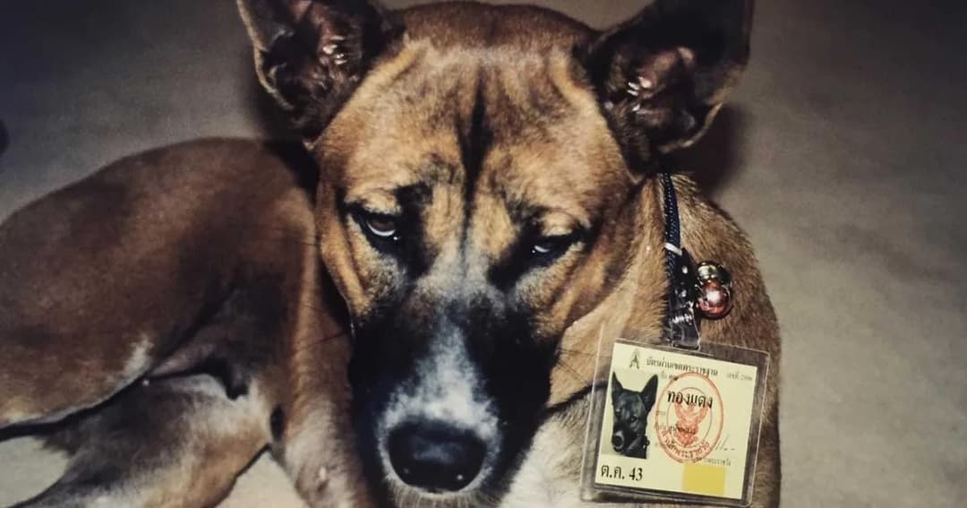 เพจดังเผยภาพ “คุณทองแดง” ห้อยบัตรผ่านเขตพระราชฐาน พร้อมระบุสังกัด