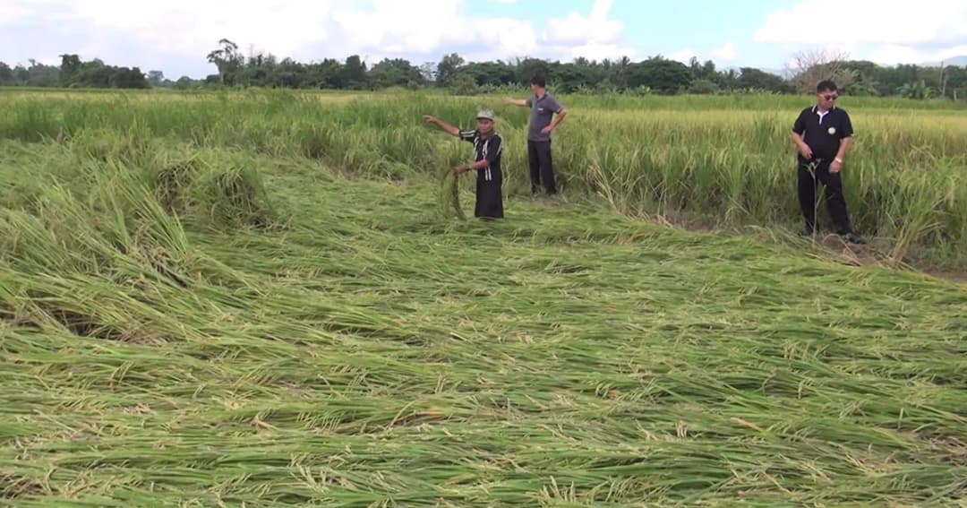 แปรปรวนหนัก ! ลม-ฝน ถล่มต้นข้าวล้มพังเสียหาย