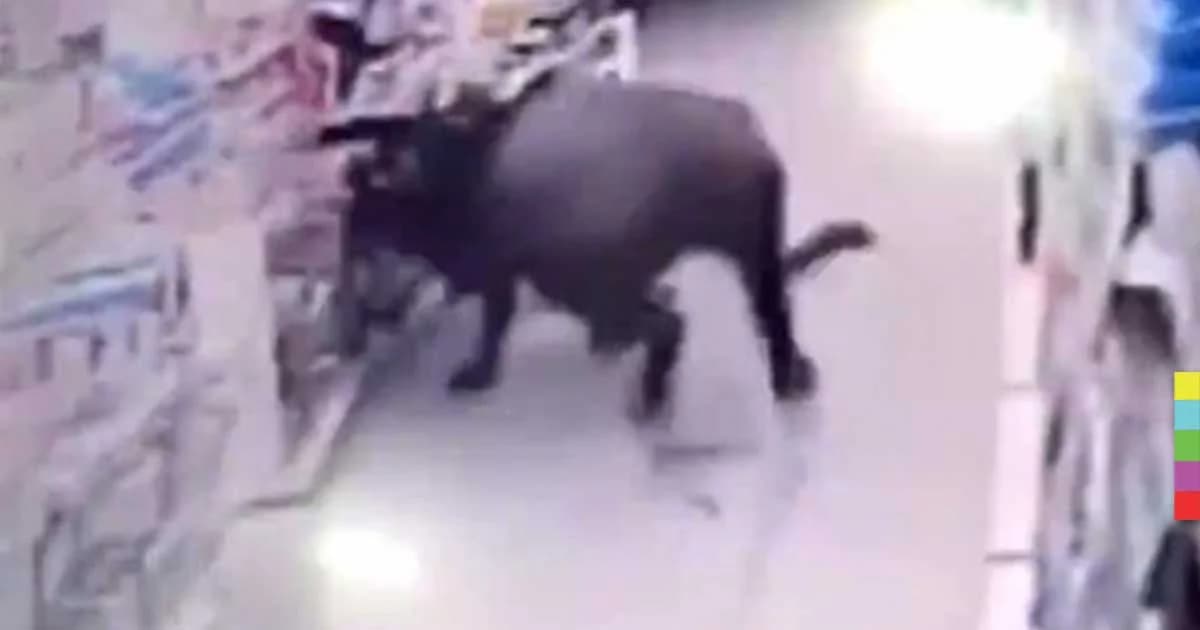 ควายคลั่งบุกซูเปอร์มาเก็ตพังข้าวของ ไล่ขวิดผู้คนบาดเจ็บ