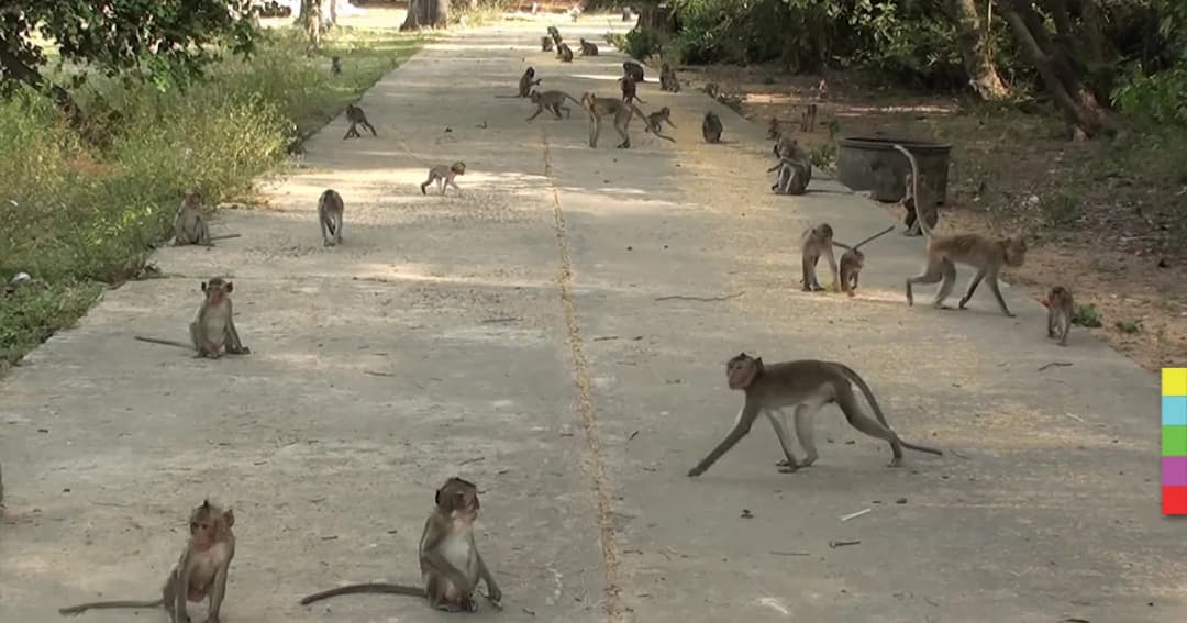 ‘ฝูงลิงแสม’ ออกมาตากแดดคลายหนาว หลังอุณหภูมิลดต่ำลง