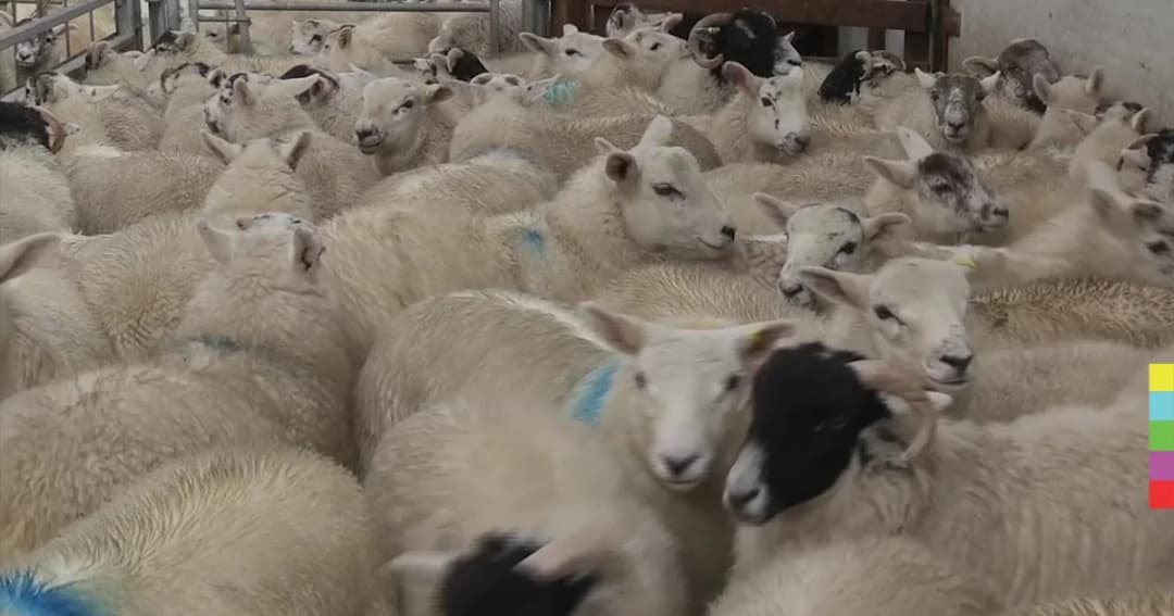 เทคโนโลยีติดตามแกะ ถูกขโมยในอังกฤษ