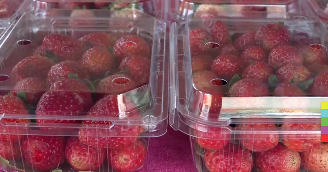 เกษตรกรปลูกสตรอว์เบอร์รี่เพิ่ม 3 เท่า พร้อมรับนักท่องเที่ยววังน้ำเขียวคึกคัก