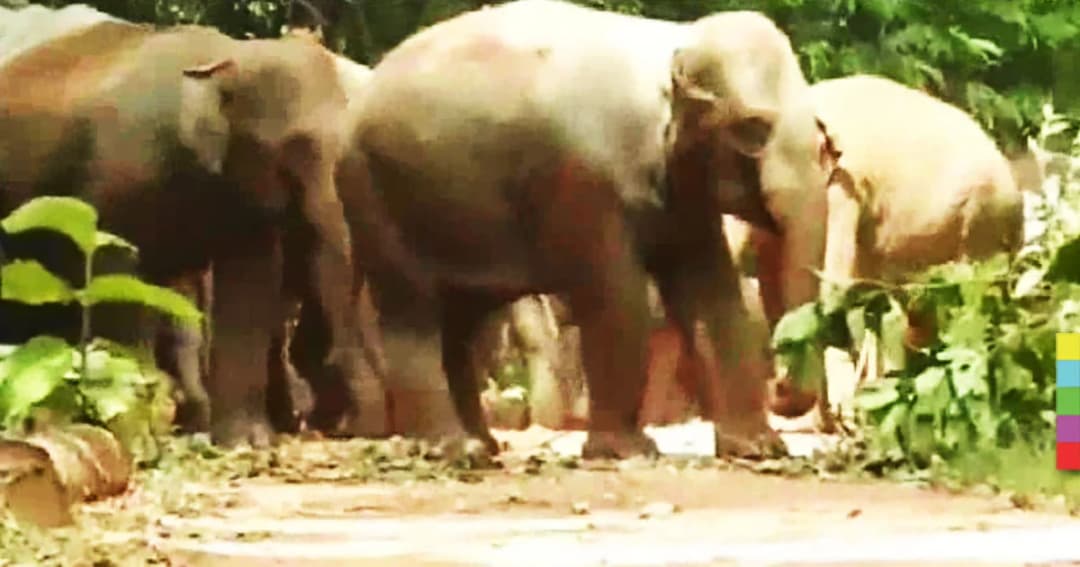 หัวหน้าสวนป่าทองผาภูมิ เตือน ! ระวังช้างป่าโขลงใหญ่ ออกหากินนอกพื้นที่