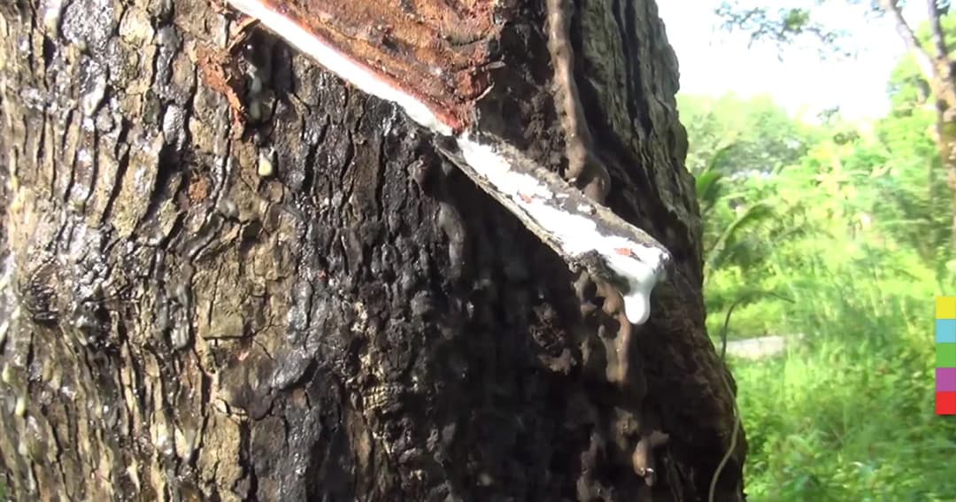 ชาวสวนเตรียมเข้าพบ รมว.เกษตรฯ แก้ปัญหาราคายางตกต่ำ