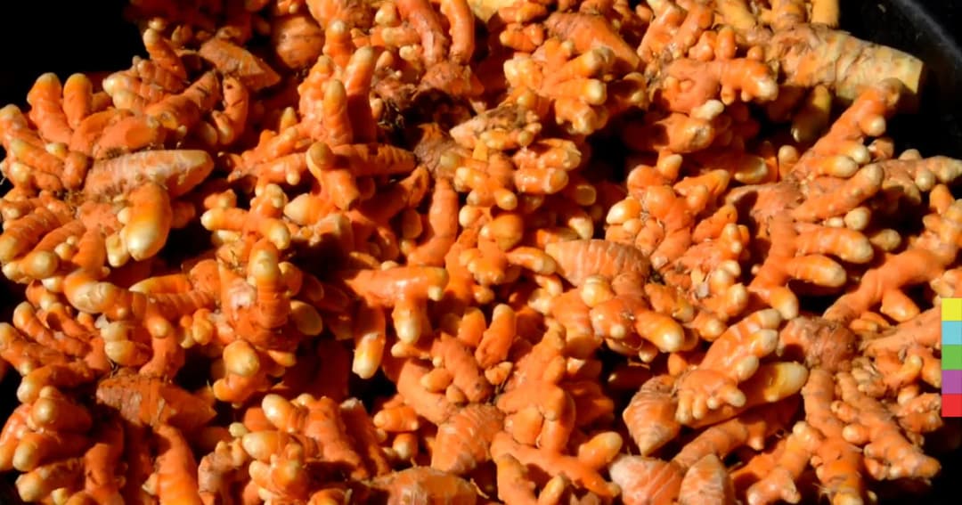 รายได้ดี ! เกษตรกรพัทลุง ‘ปลูกขมิ้น’ สร้างรายได้ไม่ต่ำกว่าไร่ละ 2 แสนบาท