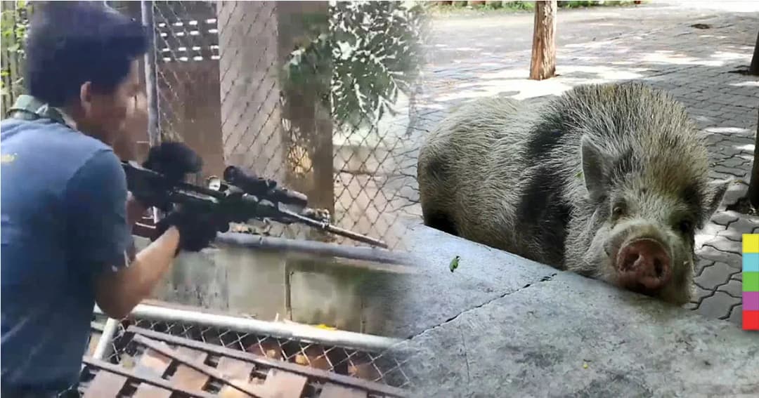 จับ ‘หมูป่า’ ตัดเขี้ยว ทำหมัน หลังขวิดพระบาดเจ็บ