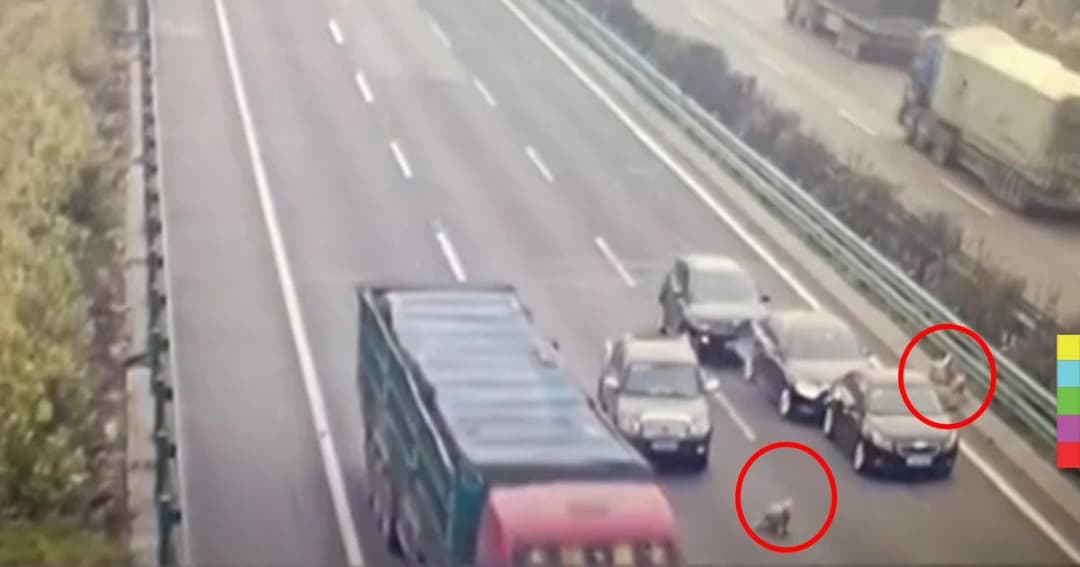 แกะหลุดขึ้นมอเตอร์เวย์ในจีน ทำรถชนกัน 3 คัน