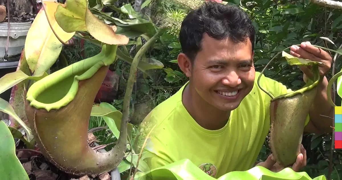 สตูลเพาะ ‘หม้อข้าว หม้อแกงลิง’ พืชใกล้สูญพันธุ์ ขนาดเกือบเท่าหน้าคน