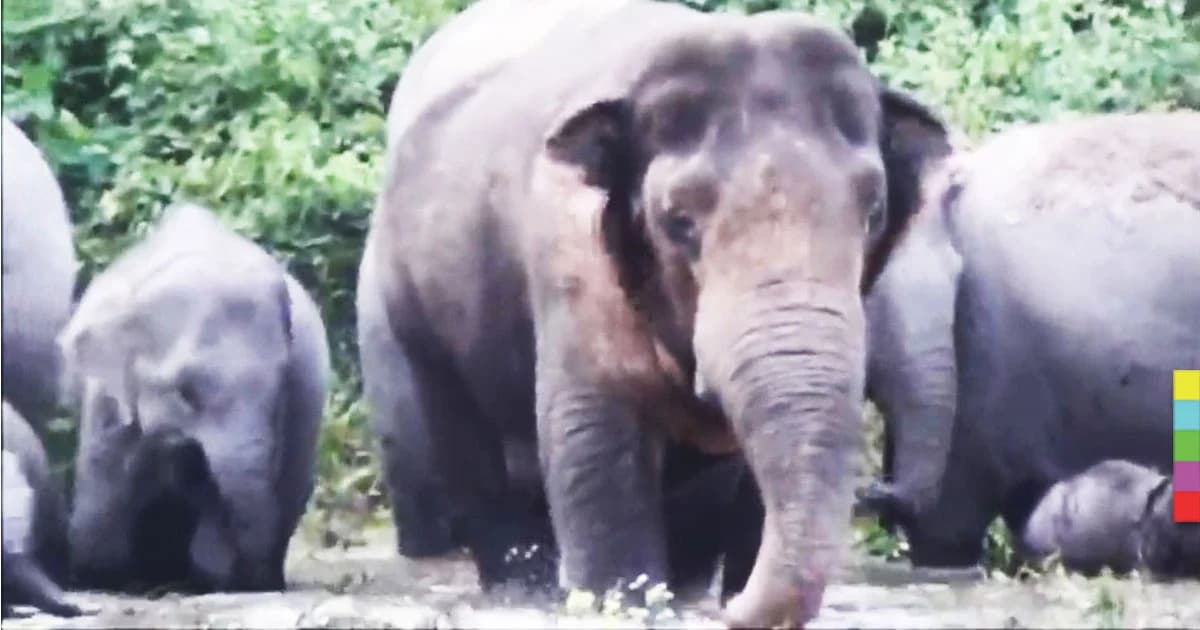 พบ “แม่แปรก” ช้างป่านำโขลงสุดแกร่ง ในสวนป่าทองผาภูมิ