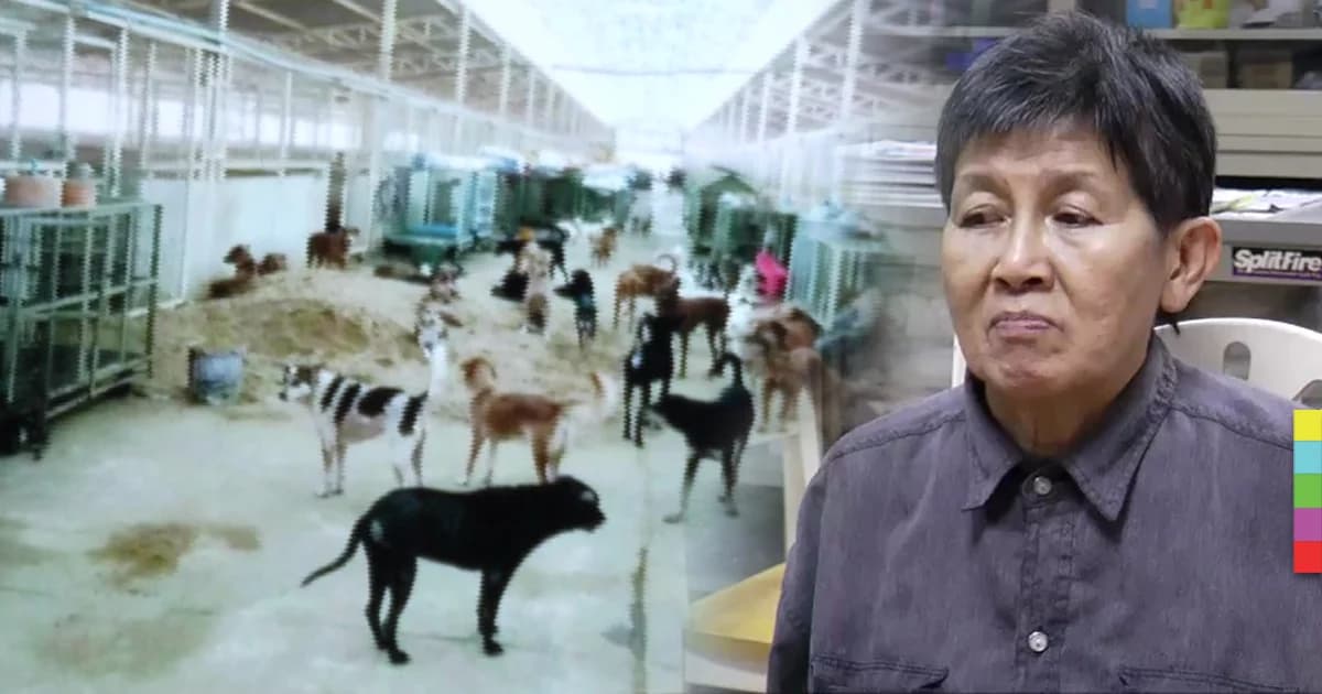 เปิดใจป้าใจบุญ สูญเงิน 100 ล้าน เลี้ยงหมา – แมวจรจัด
