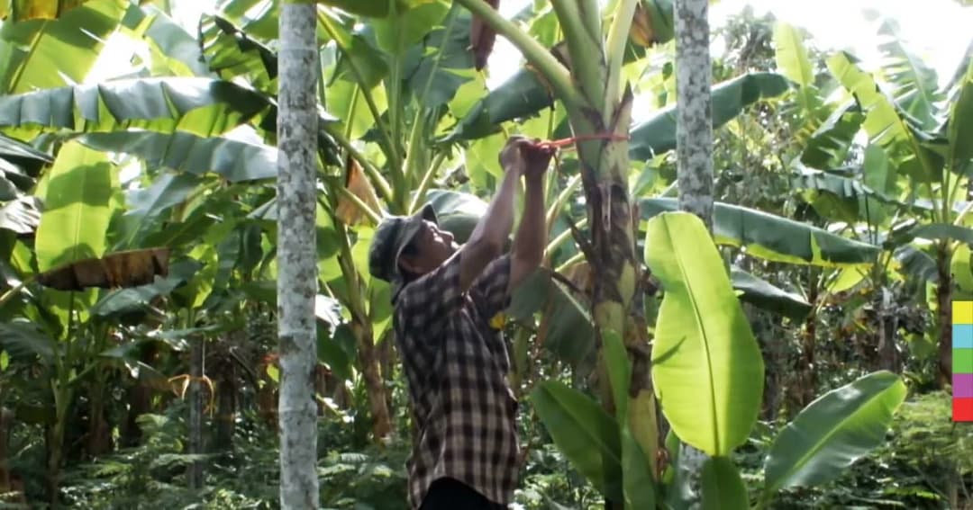 ลมหนาวพัดแรงกระทบธุรกิจส่งออกกล้วยไข่