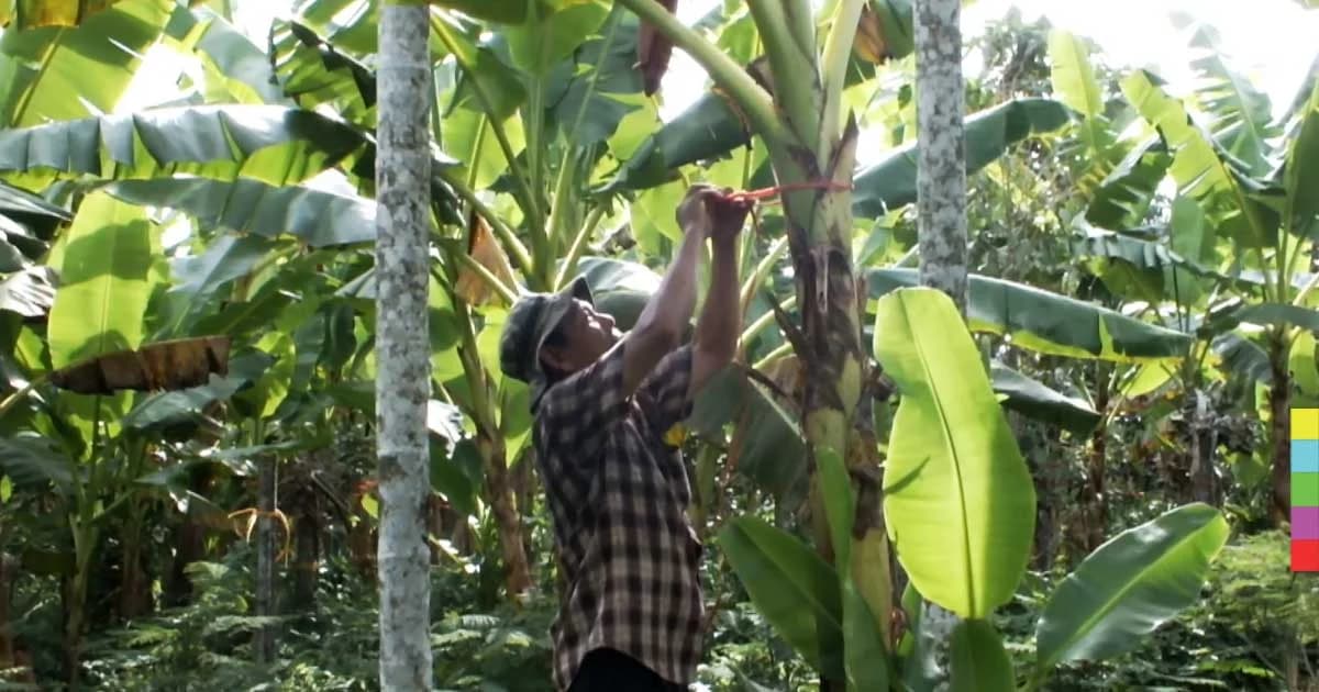 ลมหนาวพัดแรงกระทบธุรกิจส่งออกกล้วยไข่