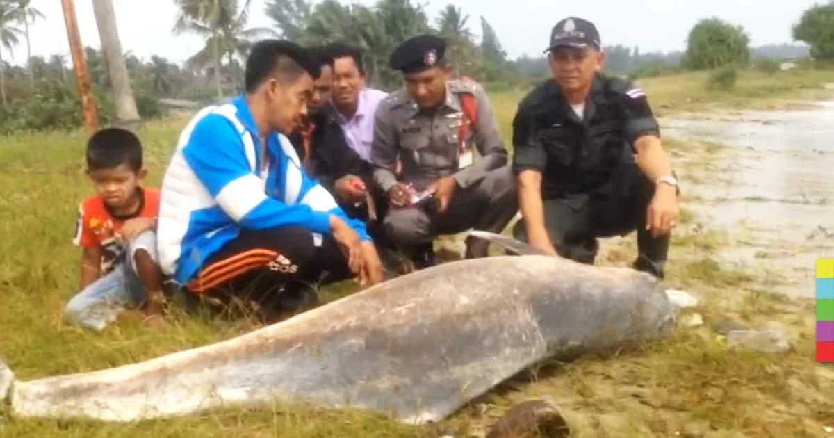 พบซากโลมาเกยตื้นชายหาดเมืองคอน คาดติดอวนตาย