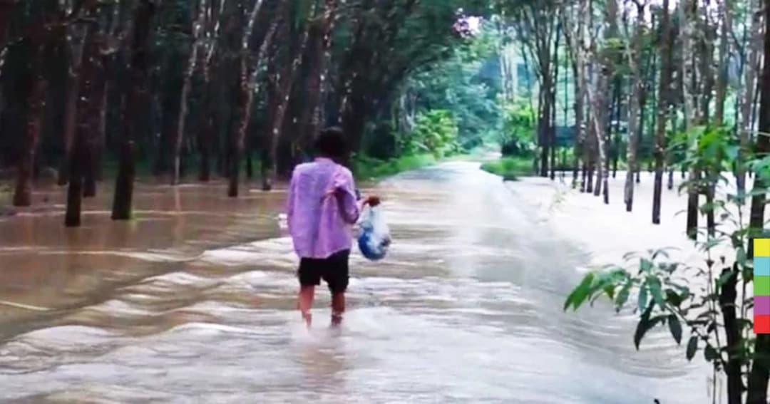 น้ำป่าหลากเข้าท่วมบ้านเรือน – สวนยางชาวพัทลุง
