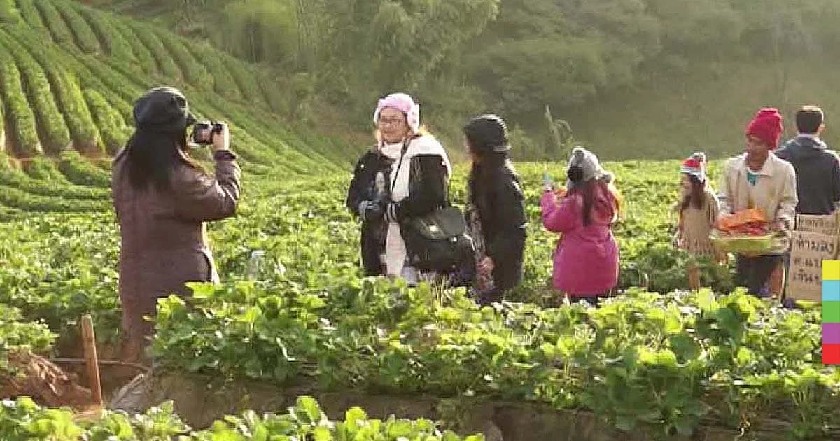 นทท.คึกคัก ! อุตุฯรายงานภาคเหนืออุณหภูมิลดลงอีก 1-2 องศาเซลเซียส