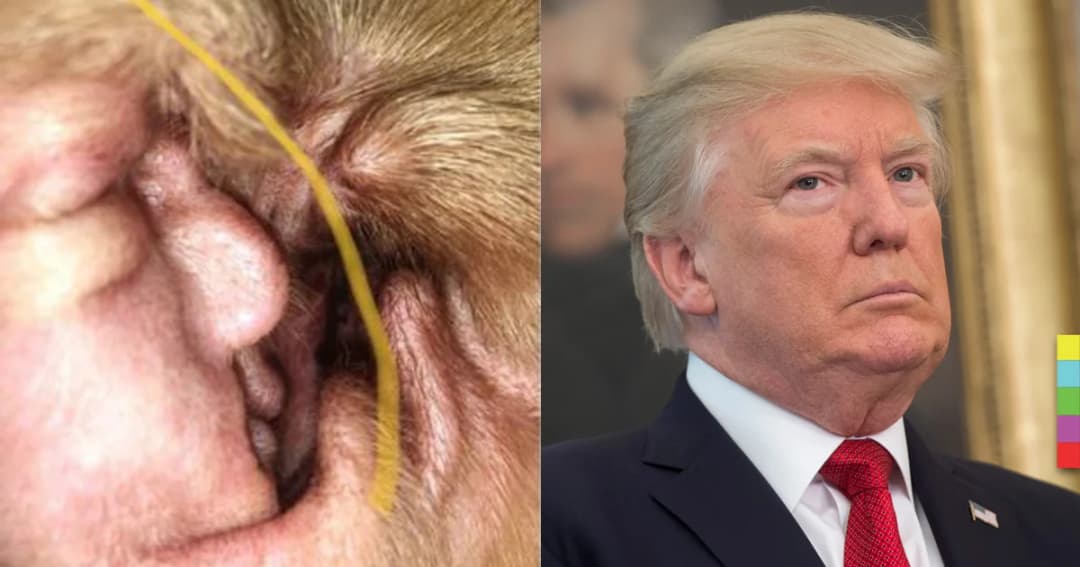 สุดฮา ! พบ ‘โดนัลด์ ทรัมป์” ที่ข้างในหูของน้องหมา