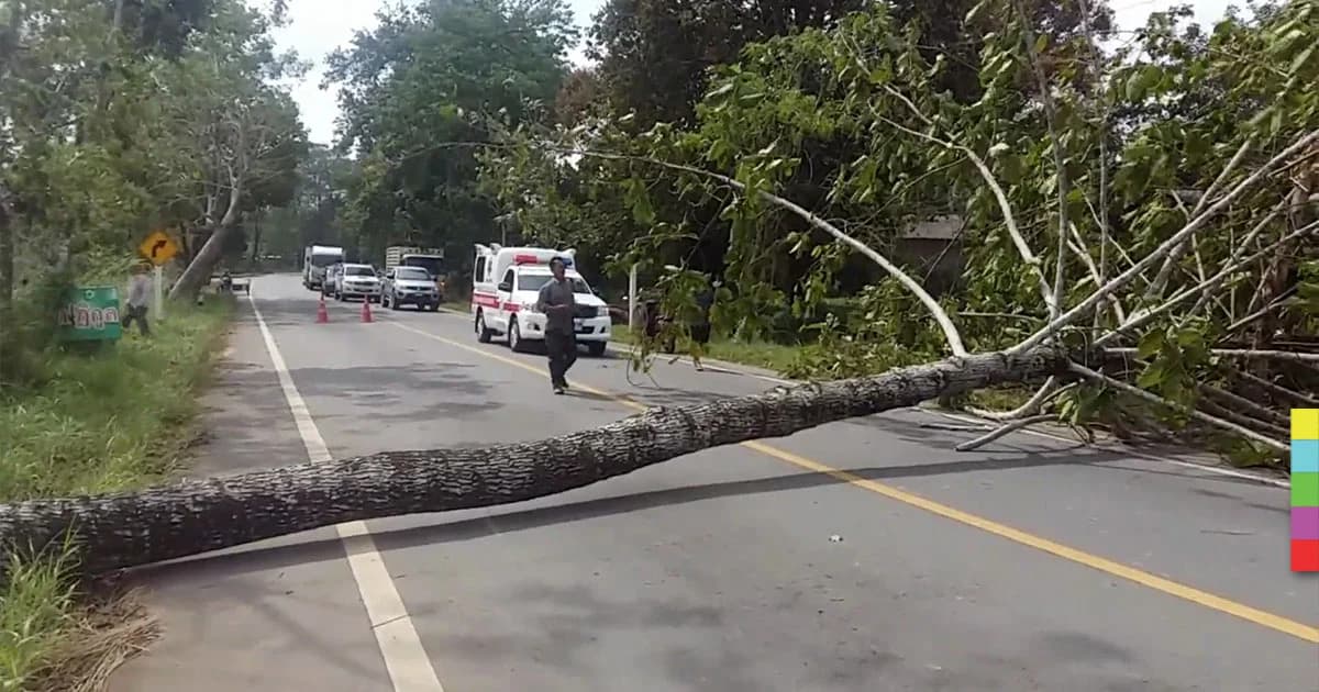 ลมกระโชกแรง ! พัดหลังคาสังกะสีปลิวว่อน ทำต้นไม้ล้มขวางถนน