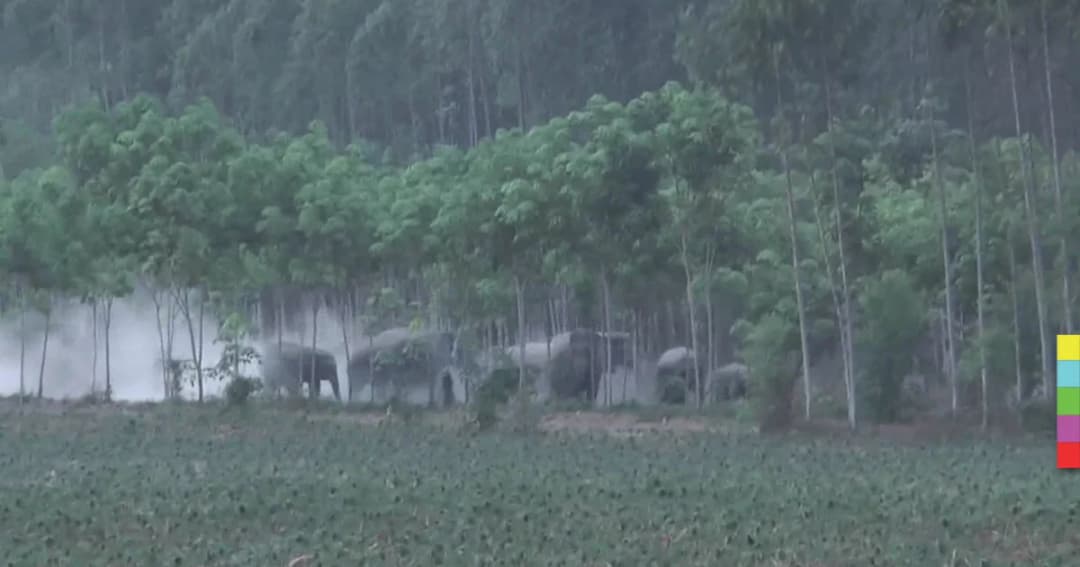 เดือดร้อน ! โขลงช้างป่าบุกกินพืชไร่ชาวบ้าน จนท.เร่งช่วยเหลือ