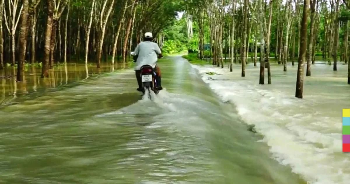 ‘พัทลุง’ ฝนตกหนัก น้ำท่วมทะลักบ้านเรือนสวนยางพารา