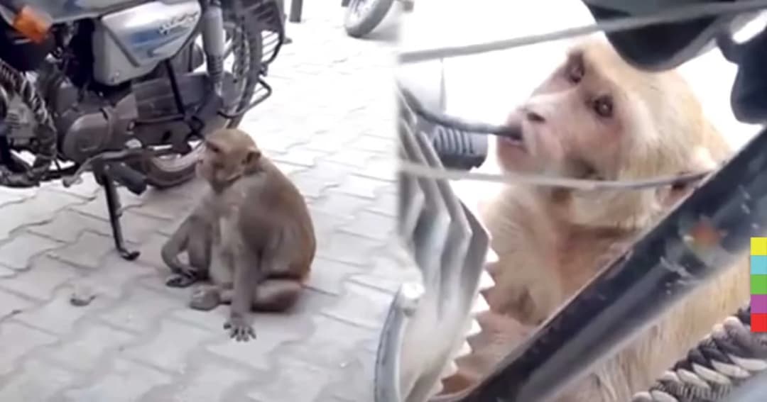 เจ้าจ๋ออินเดีย ลักกินน้ำมันรถจักรยานยนต์จนหมดถัง