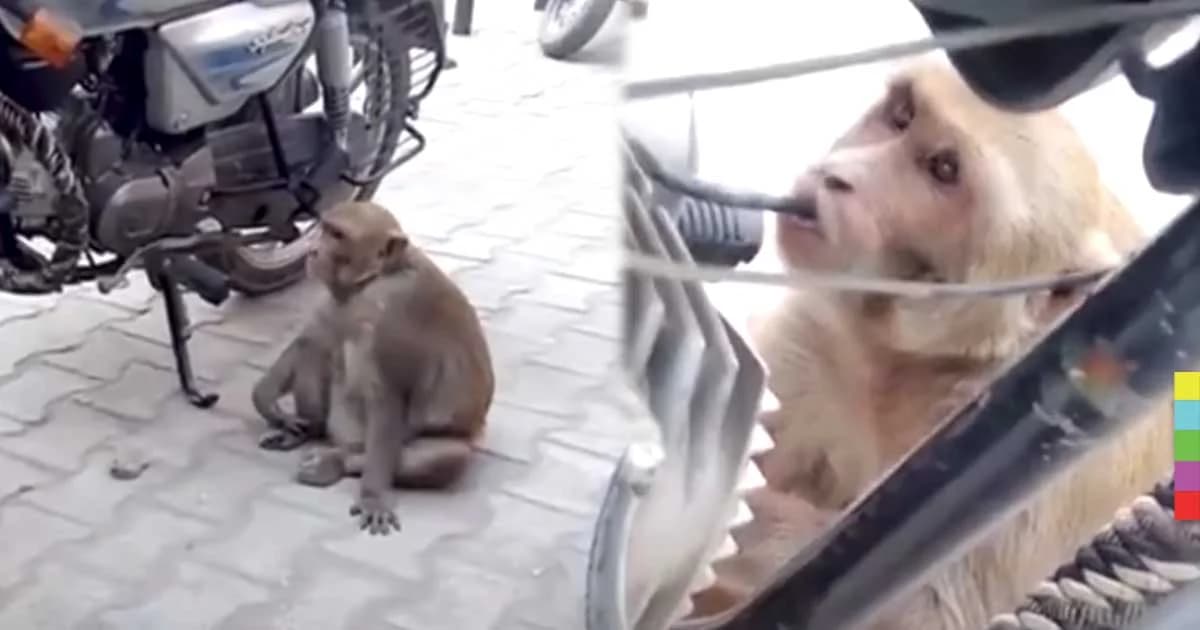 เจ้าจ๋ออินเดีย ลักกินน้ำมันรถจักรยานยนต์จนหมดถัง