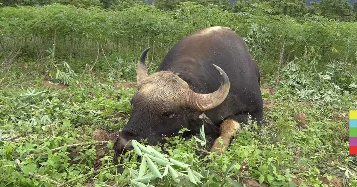 จนท.เร่งล่าตัวคนร้ายยิงกระทิงหนุ่มเขาใหญ่ตาย