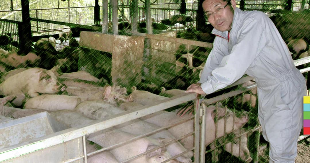 ญี่ปุ่น ประเทศแห่งชาเขียวที่แม้แต่หมูก็ยังกินน้ำชาเขียว