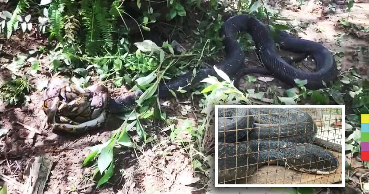 งูเหลือมสู้ตาย ! ถูกงูจงอางกัด ก่อนรัดหัวอีกฝ่ายนานกว่า 3 ชม.