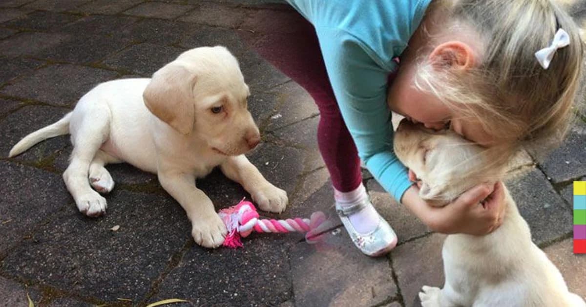 โจรสงสาร เห็นเด็กร้องไห้น้องหมาโดยขโมย แอบย่องนำมาคืนกลางดึก