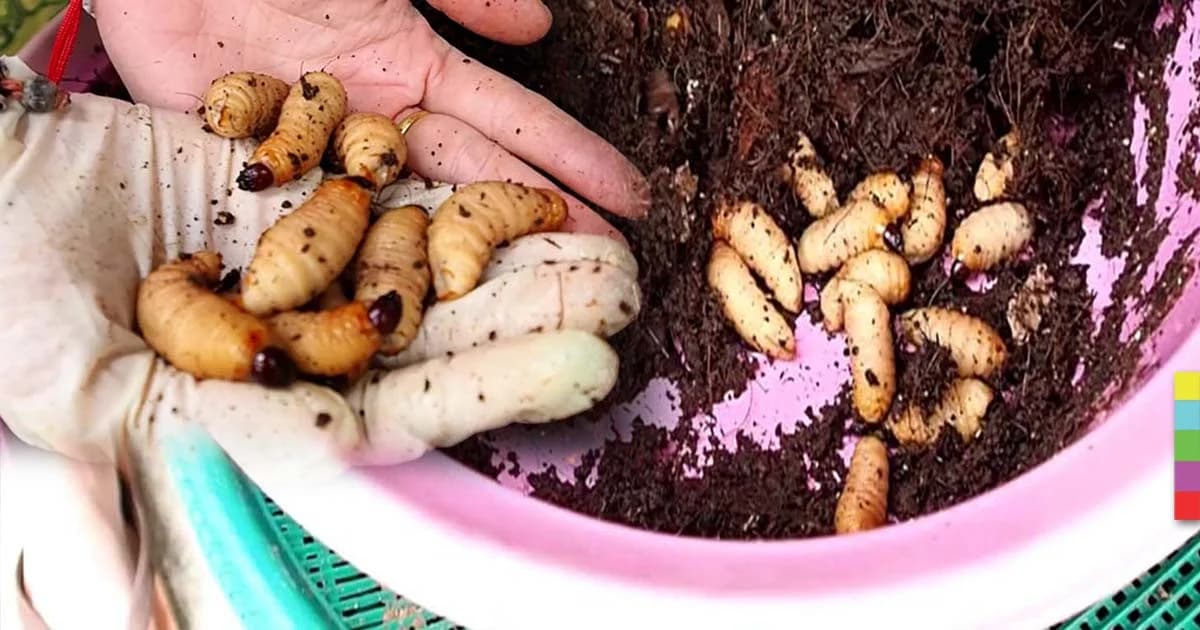 รายได้งาม ! ร้านอาหารเชียงคำ เลี้ยง “ด้วงมะพร้าว” เป็นอาชีพเสริม ขายดี กก.ละ 350 บ.