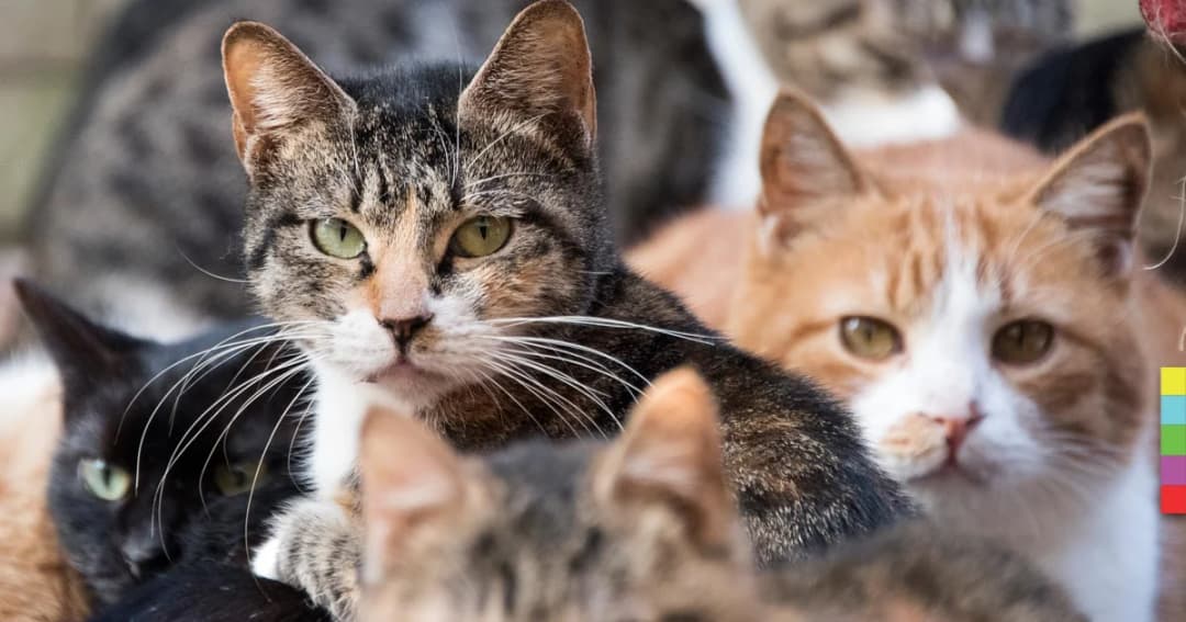 “แมวจรจัด” ผู้ต้องสงสัยฆาตกรรมยายชาวญี่ปุ่นวัย 82 ปี