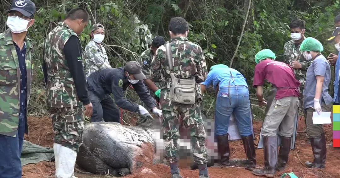 ผ่าพิสูจน์ ‘กระทิงวังน้ำเขียว’ พบถูกยิง เชื่อล่าไปขาย