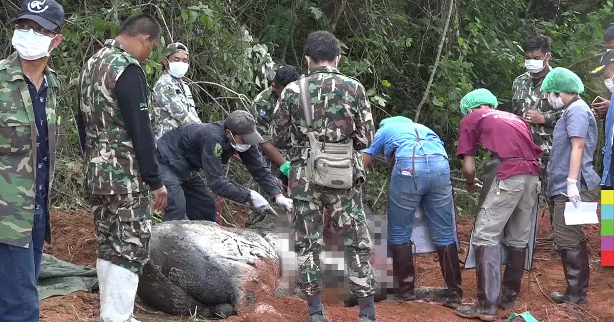 ผ่าพิสูจน์ ‘กระทิงวังน้ำเขียว’ พบถูกยิง เชื่อล่าไปขาย