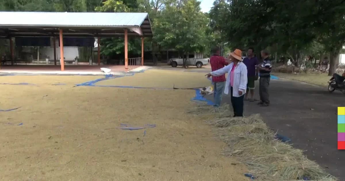 ชาวนาเศร้า ! โจรขโมยข้าวอาละวาด คาดเป็นคนใกล้ตัว