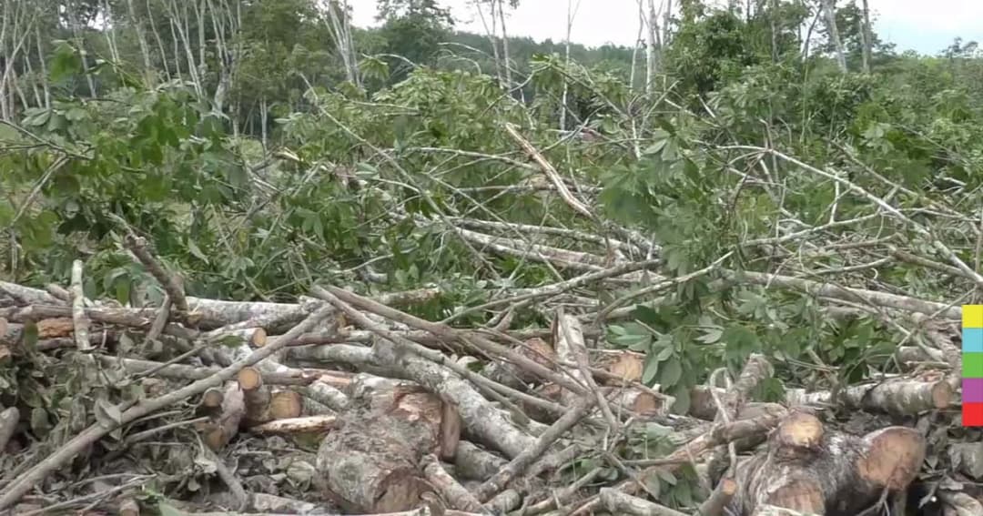 ชาวสวนยางโอด ! ผลกระทบราคายางตกต่ำ ตัดใจโค่นต้นทิ้งหันปลูกพืชชนิดอื่นแทน