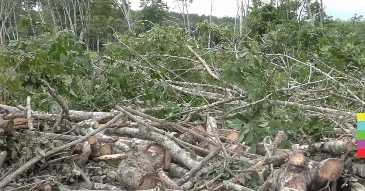 ชาวสวนยางโอด ! ผลกระทบราคายางตกต่ำ ตัดใจโค่นต้นทิ้งหันปลูกพืชชนิดอื่นแทน