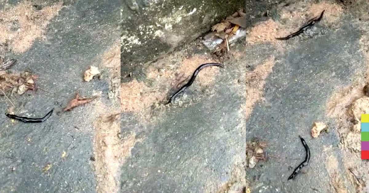 พบแล้ว ! หนอนตัวแบนนิวกินี ในพื้นที่บ่อวิน จ.ชลบุรี