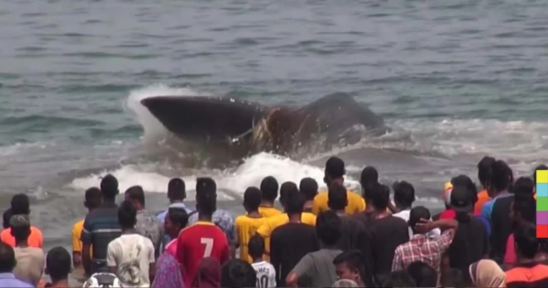 ชาวบ้านสุดยื้อ “วาฬหัวทุย” ตายแล้ว 4 หลังว่ายเกยตื้นหาดอินโดนีเซีย 10 ตัว