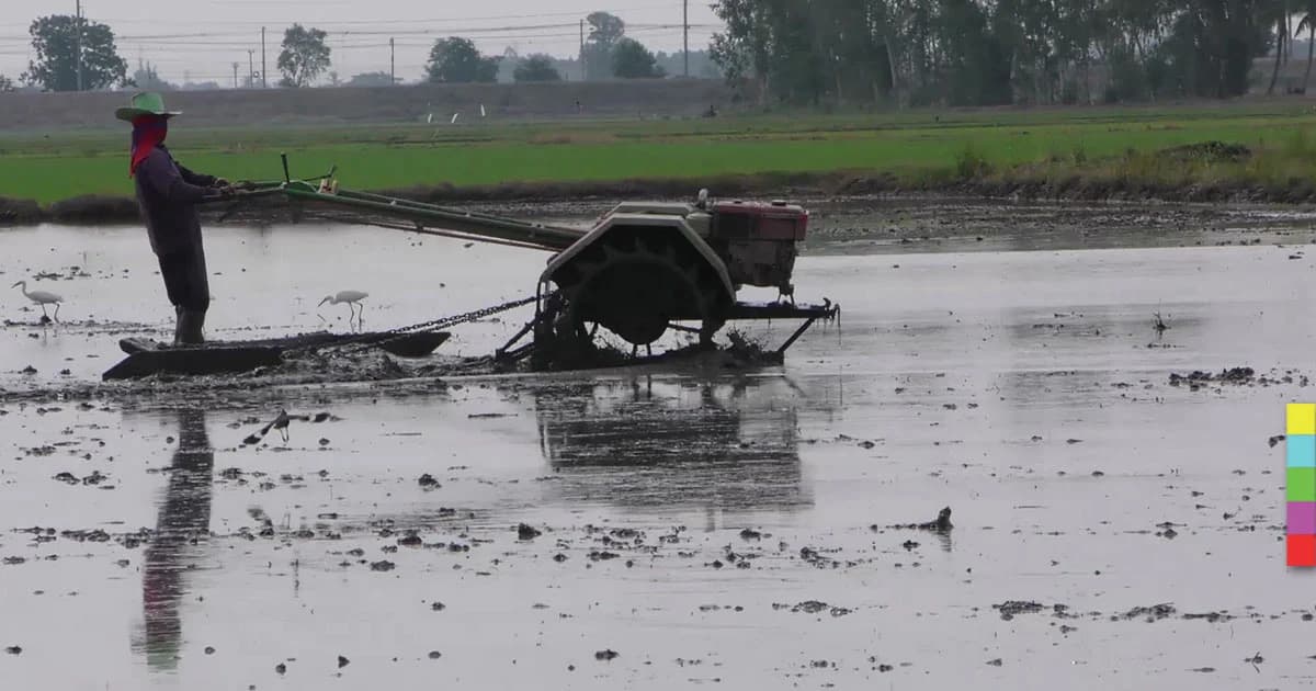 เกษตรเตือน ! หนาวนี้ชาวนาอย่าเพิ่งปลูกข้าว หวั่นกระทบเสียหาย