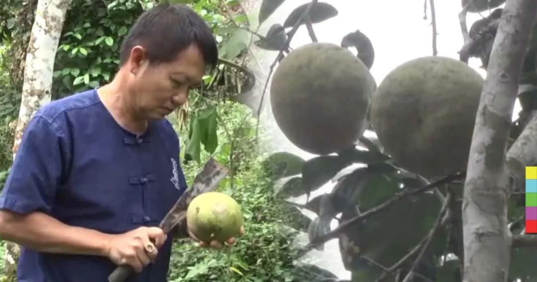 แปลกแต่จริง ! ชาวแพร่ค้นพบ “ส้มโอ” กลิ่นใบเตย รสชาติเหมือนมะพร้าวน้ำหอม