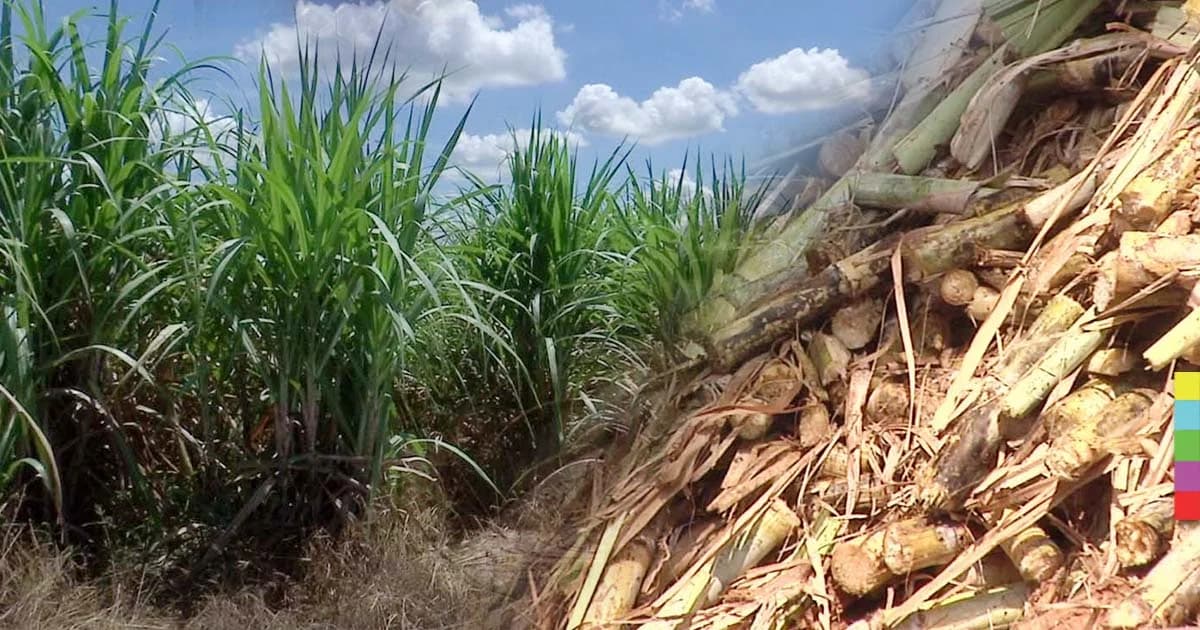 นับถอยหลัง ! จับตารัฐบาลพิจารณาลอยตัวน้ำตาล 1 ธ.ค.นี้