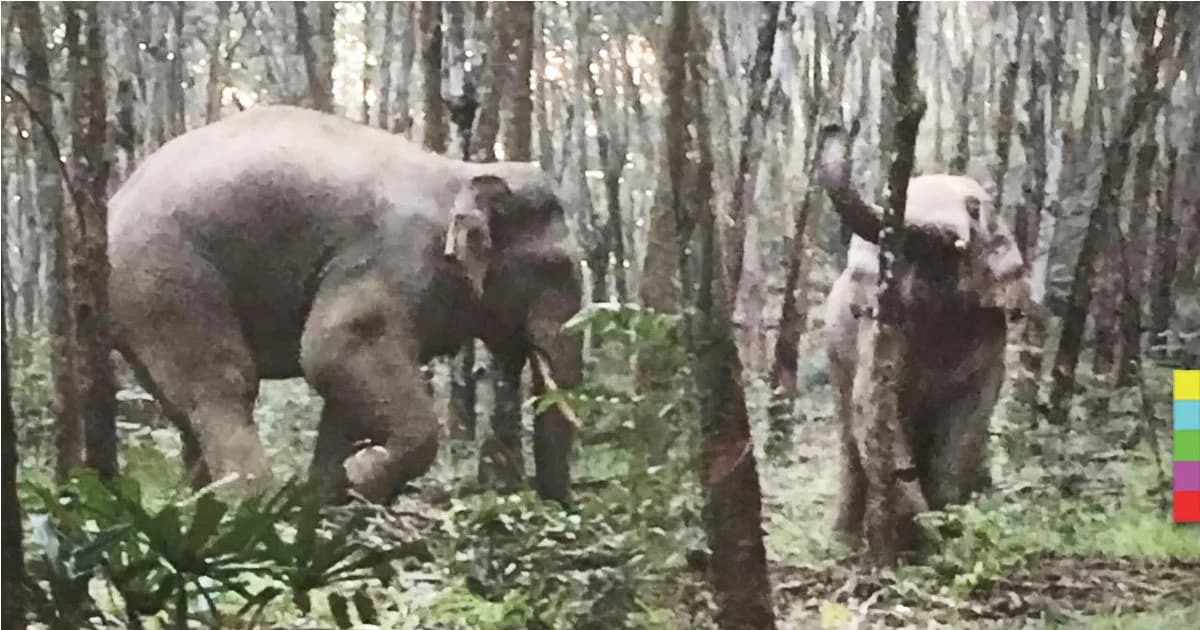 จนท.บุกป่า ช่วย ‘เจ้าโทน’ ช้างป่าบาดเจ็บ ร้องก้องไพร