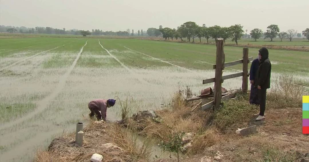 ก.เกษตรฯ สั่งคุมพื้นที่ทำนาปรังห้ามเกิน 11 ล้านไร่