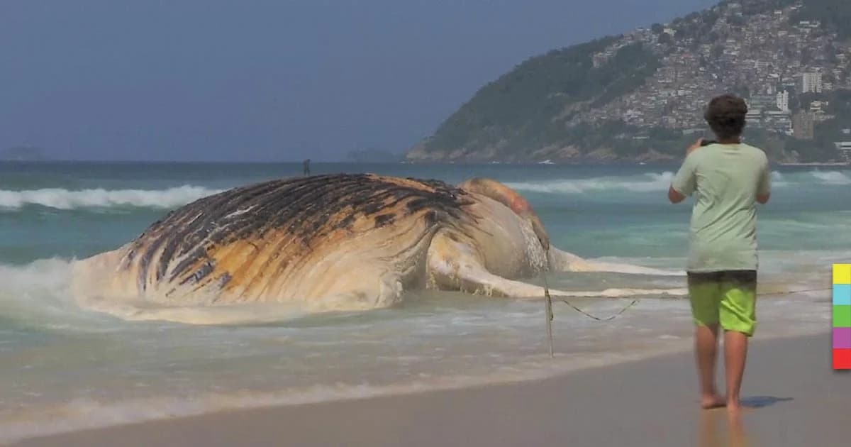 ซากวาฬหลังค่อมถูกซัดเกยหาดในบราซิล